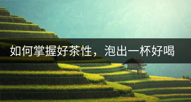 如何掌握好茶性，泡出一杯好喝的普洱熟茶？