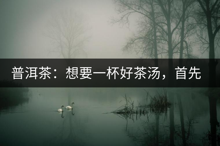 普洱茶：想要一杯好茶湯，首先要會醒茶