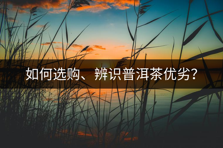 如何選購、辨識(shí)普洱茶優(yōu)劣？