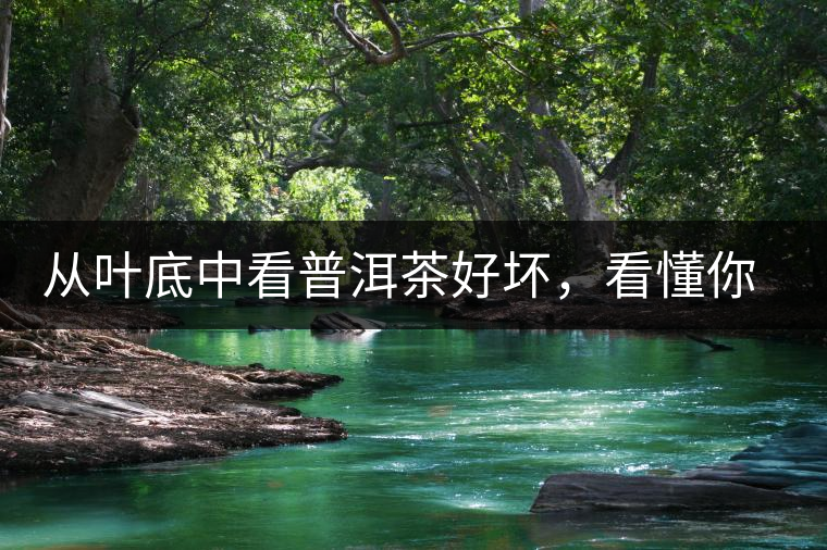 從葉底中看普洱茶好壞，看懂你就是真正的茶界高手！