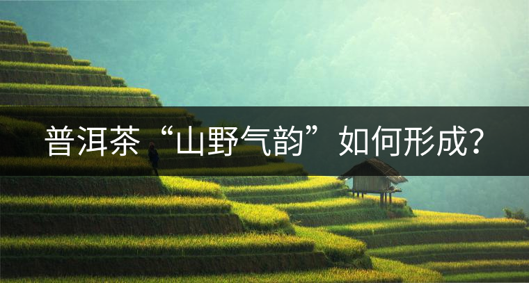 普洱茶“山野氣韻”如何形成？