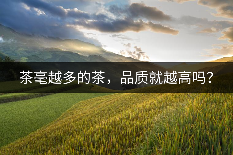 茶毫越多的茶，品質(zhì)就越高嗎？