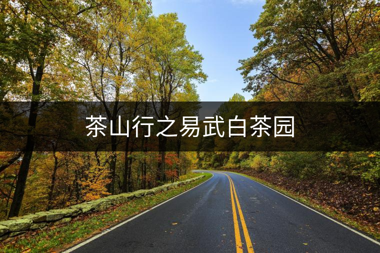 茶山行之易武白茶園