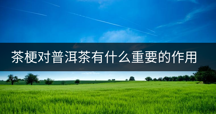 茶梗對(duì)普洱茶有什么重要的作用？丨知識(shí)