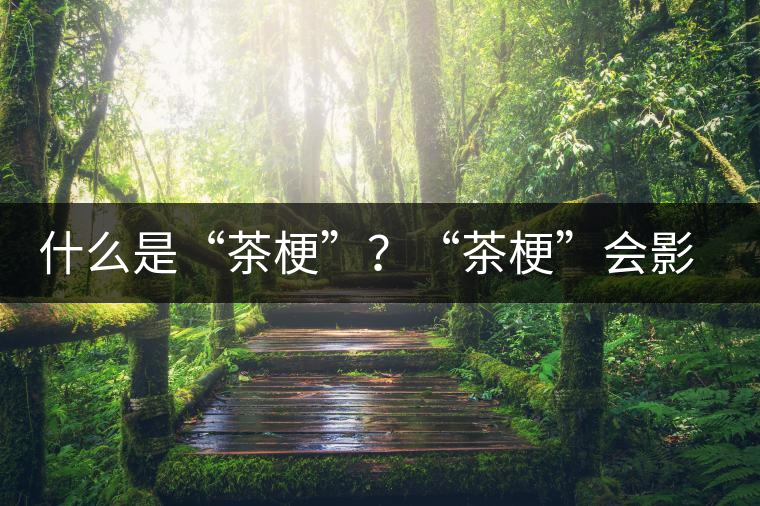 什么是“茶?！?？“茶梗”會(huì)影響普洱茶品質(zhì)？