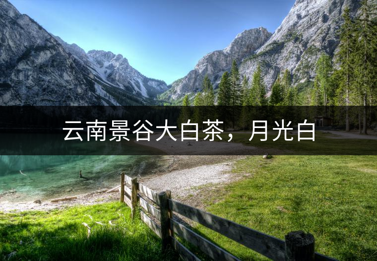 云南景谷大白茶，月光白
