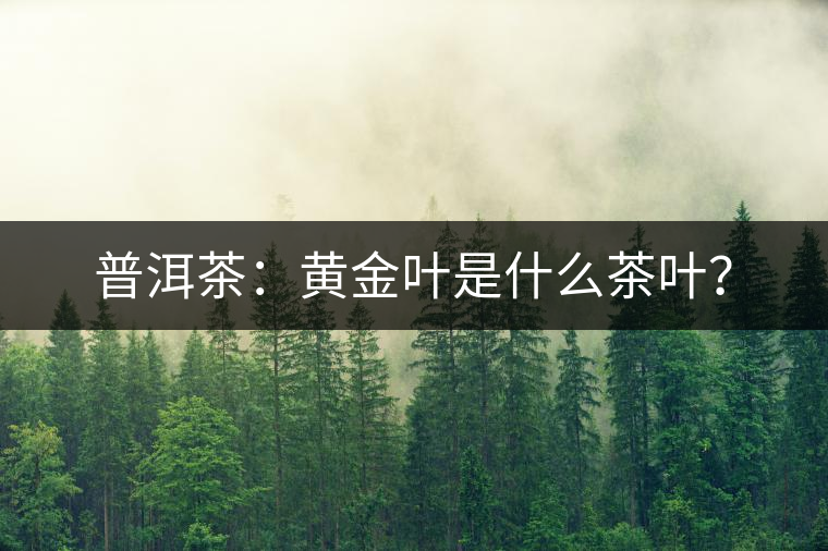 普洱茶：黃金葉是什么茶葉？
