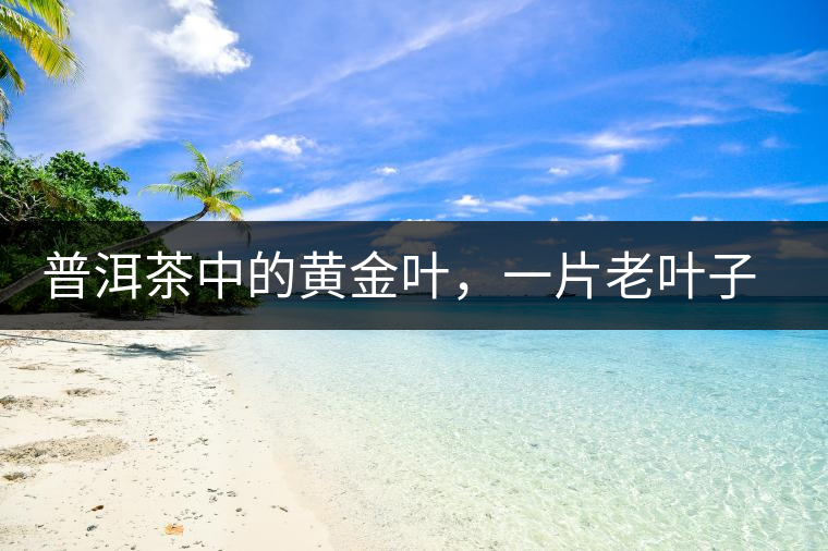 普洱茶中的黃金葉，一片老葉子的成功逆襲