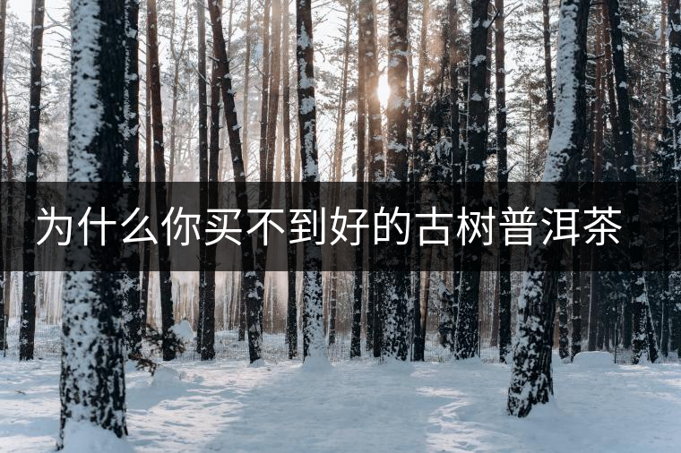 為什么你買不到好的古樹普洱茶？買茶防坑指南，看完就有收獲！