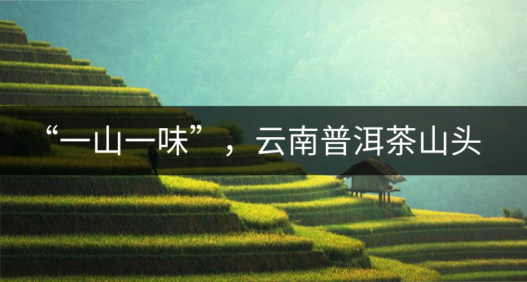 “一山一味”，云南普洱茶山頭茶的真實(shí)意義！