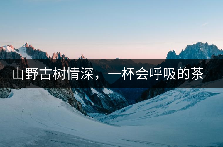 山野古樹情深,一杯會(huì)呼吸的茶滋味 山野古樹情深,一杯會(huì)呼吸的茶滋味