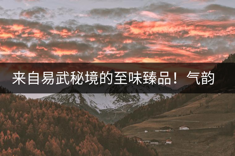 來自易武秘境的至味臻品！氣韻強勁，余韻深邃，一口喚醒你的味蕾~