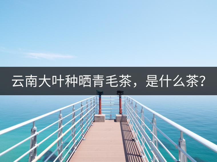 云南大葉種曬青毛茶，是什么茶？