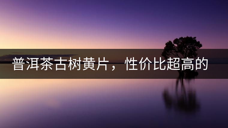 普洱茶古樹黃片，性價比超高的口糧茶，有骨有肉香甜順