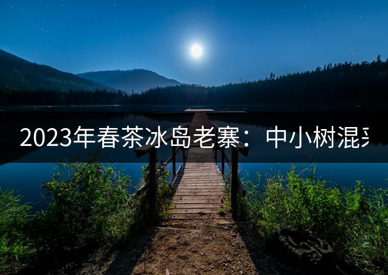 2023年春茶冰島老寨：中小樹(shù)混采2500-3000元／公斤，大樹(shù)：7000-8000元／公斤，古樹(shù)混采：28000-36000元／公斤