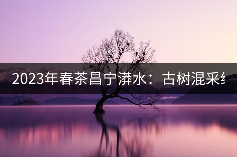 2023年春茶昌寧漭水：古樹混采純料480-600元／公斤，大樹360-420元／公斤，臺地260-300元／公斤，古樹單株均價880-1200元／公斤。