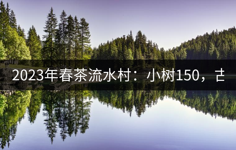 2023年春茶流水村：小樹150，古樹：200元。