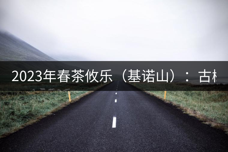 2023年春茶攸樂（基諾山）：古樹1200元／公斤，喬木：400-500元／公斤