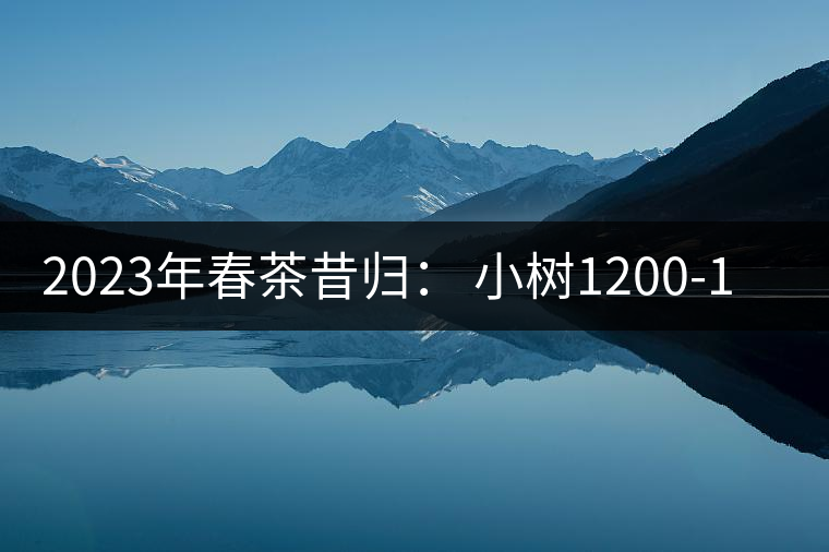 2023年春茶昔歸： 小樹1200-1600元／公斤，大樹4500-5200元／公斤，古樹7500-9000元／公斤.