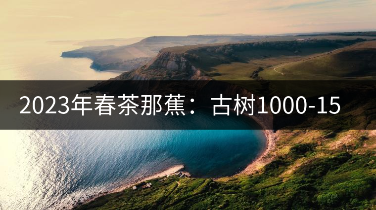 2023年春茶那蕉：古樹1000-1500元／公斤，中樹600-800元／公斤
