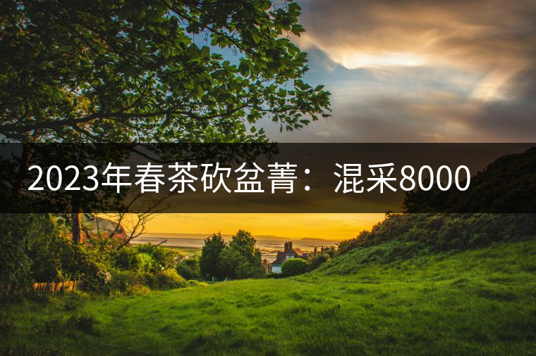 2023年春茶砍盆菁：混采8000元／公斤， 挑采：12000元／公斤