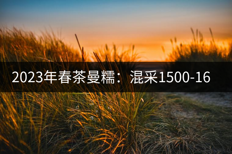2023年春茶曼糯：混采1500-1600元／公斤，挑采2000-2400元／公斤