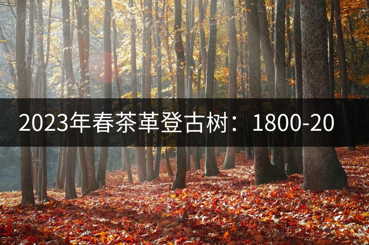 2023年春茶革登古樹(shù)：1800-2000元／公斤