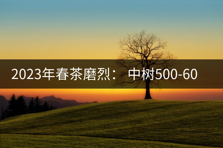 2023年春茶磨烈： 中樹500-600元／公斤，古樹混采：2200-2600元／公斤