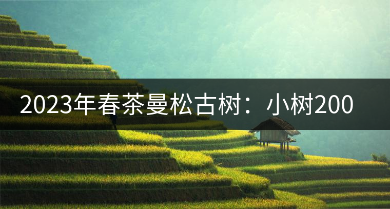 2023年春茶曼松古樹(shù)：小樹(shù)2000元／公斤，古樹(shù)：40000元／公斤