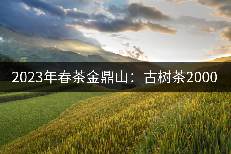 2023年春茶金鼎山：古樹茶2000-3000元／公斤