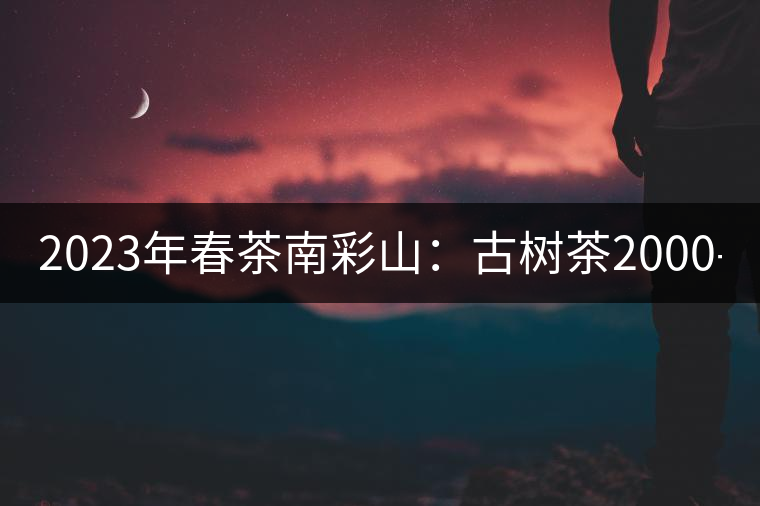 2023年春茶南彩山：古樹茶2000-2200元／公斤，大樹混采1200-1500元／公斤。
