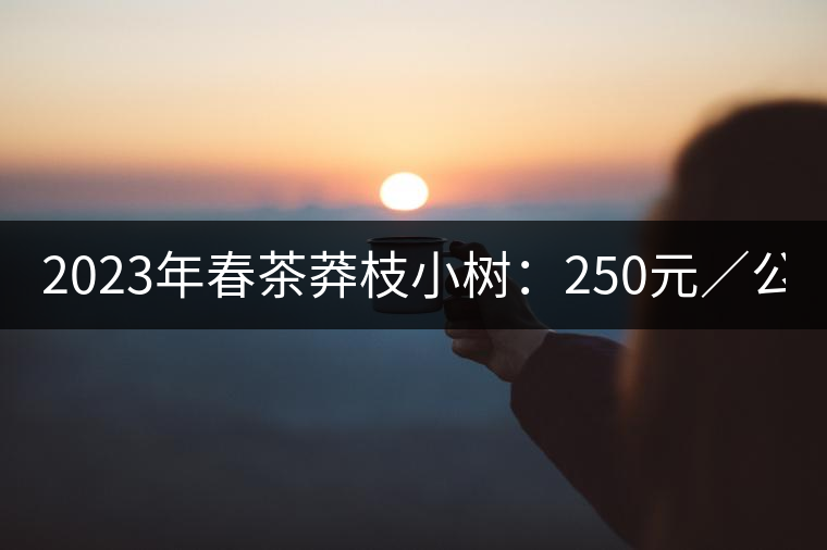 2023年春茶莽枝小樹：250元／公斤， 古樹：1000-1200元／公斤