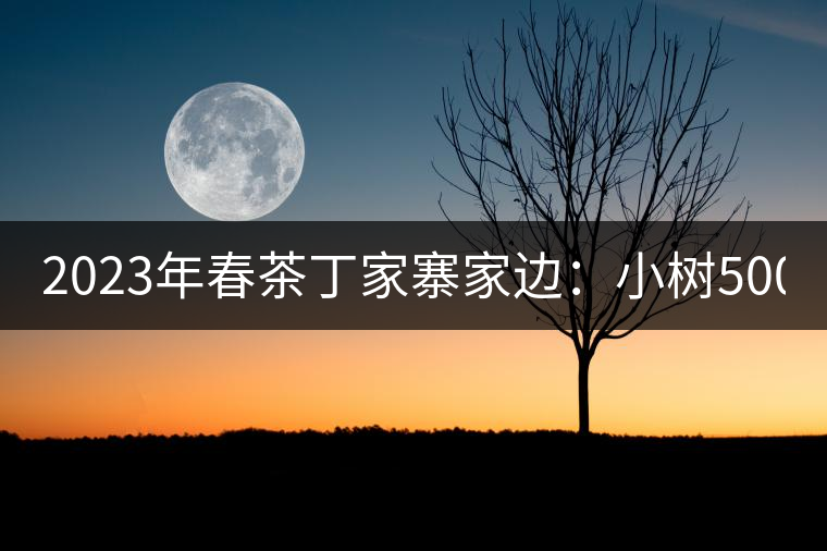 2023年春茶丁家寨家邊：小樹500元／公斤，古樹1500-1600元／公斤