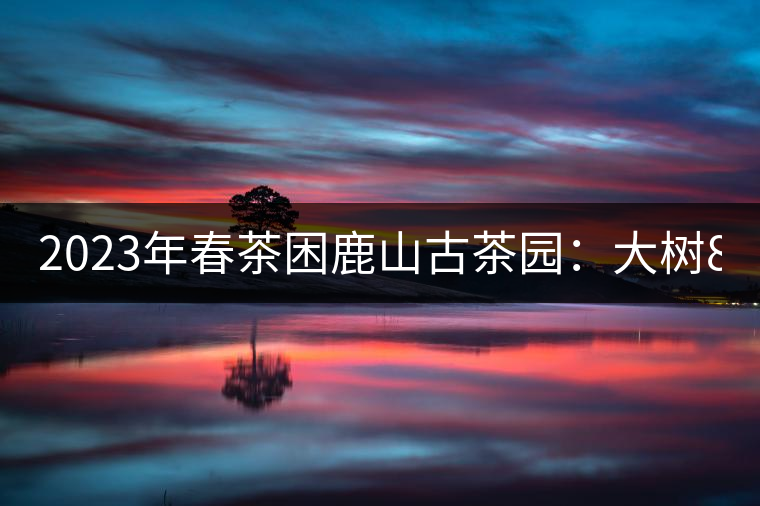 2023年春茶困鹿山古茶園：大樹8000-12000元／公斤，周邊小樹200-300元／公斤
