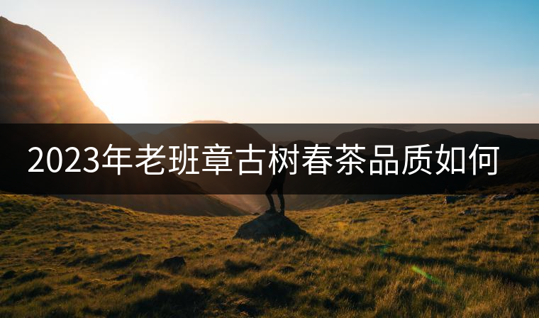 2023年老班章古樹(shù)春茶品質(zhì)如何？