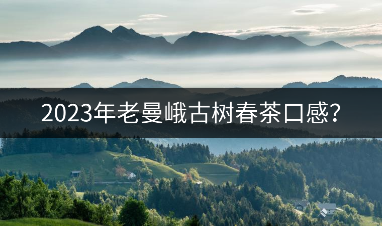2023年老曼峨古樹春茶口感？
