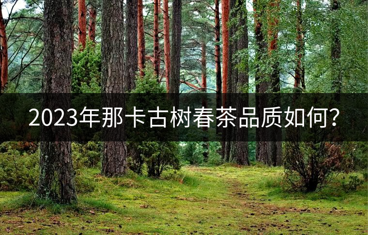 2023年那卡古樹(shù)春茶品質(zhì)如何？