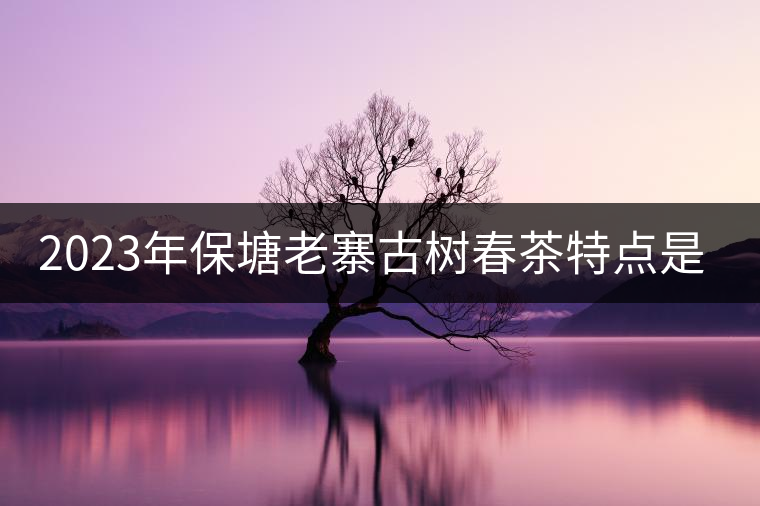 2023年保塘老寨古樹(shù)春茶特點(diǎn)是什么？