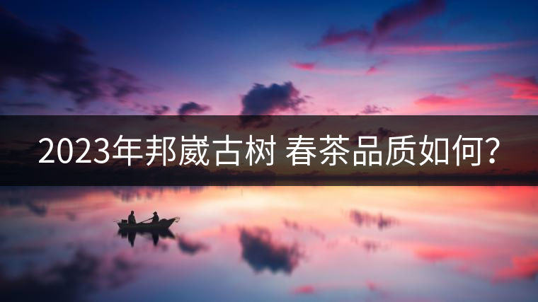 2023年邦崴古樹 春茶品質(zhì)如何？