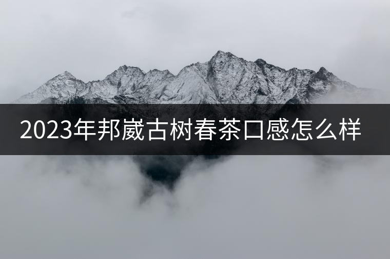 2023年邦崴古樹春茶口感怎么樣？