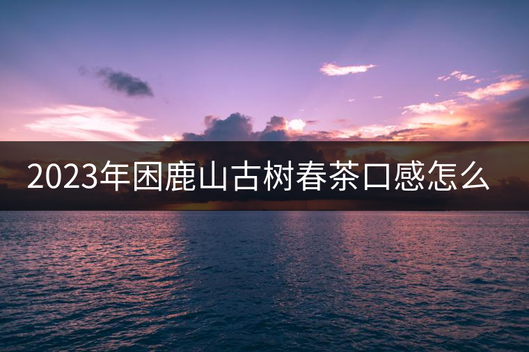 2023年困鹿山古樹春茶口感怎么樣？