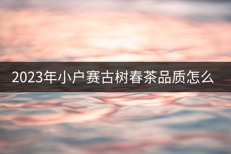 2023年小戶賽古樹春茶品質怎么樣？