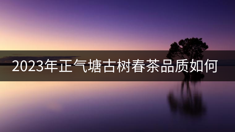 2023年正氣塘古樹春茶品質(zhì)如何？