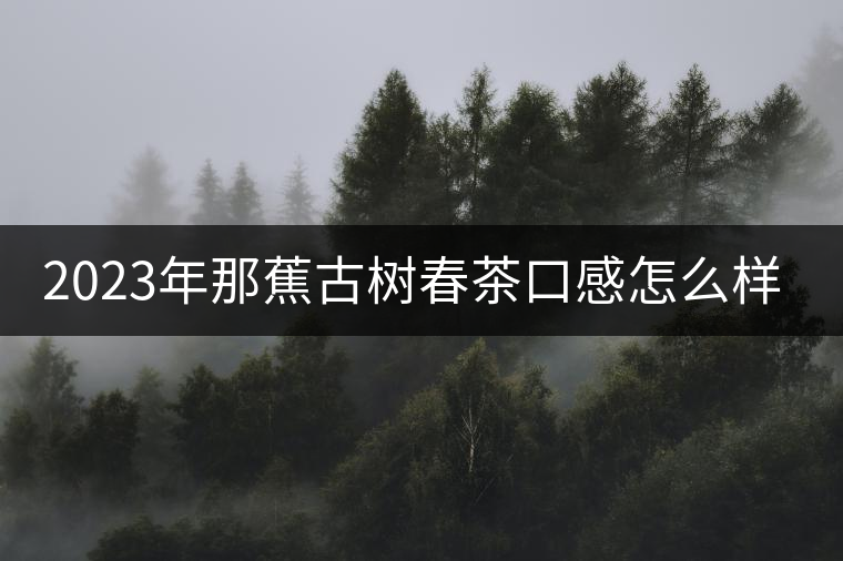 2023年那蕉古樹春茶口感怎么樣？