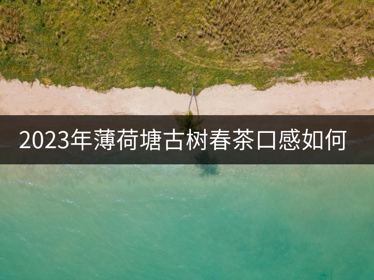 2023年薄荷塘古樹春茶口感如何？