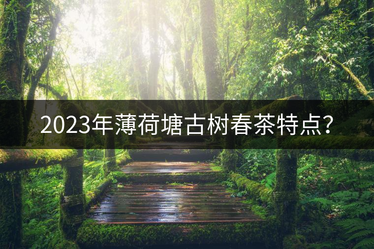 2023年薄荷塘古樹春茶特點(diǎn)? 2023年薄荷塘古樹春茶特點(diǎn)?