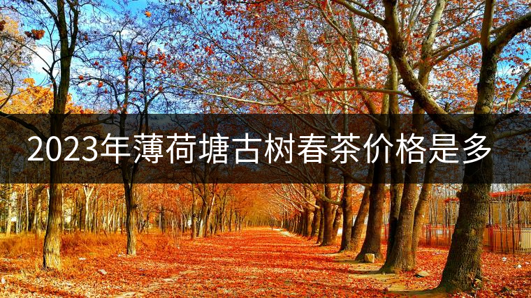 2023年薄荷塘古樹春茶價格是多少？