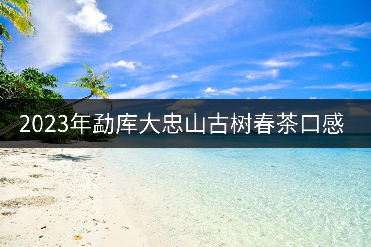 2023年勐庫大忠山古樹春茶口感如何？