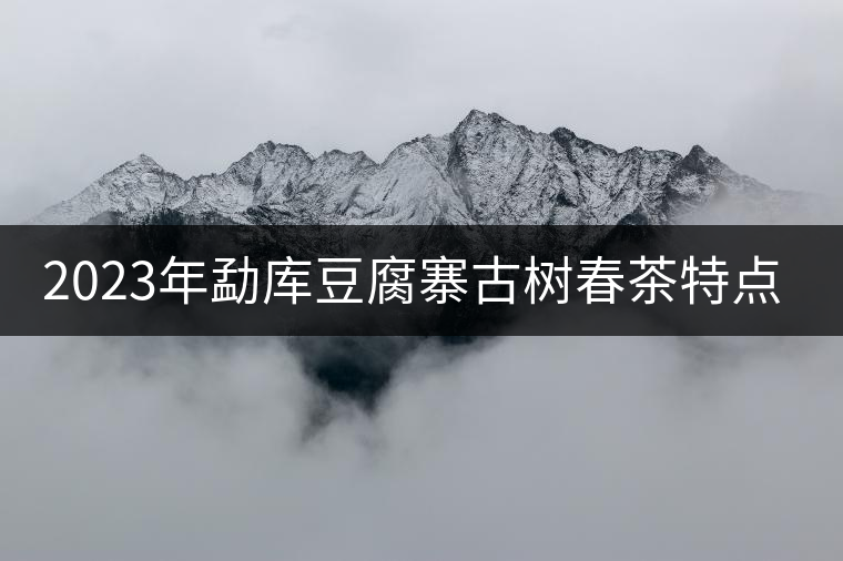 2023年勐庫豆腐寨古樹春茶特點是什么？