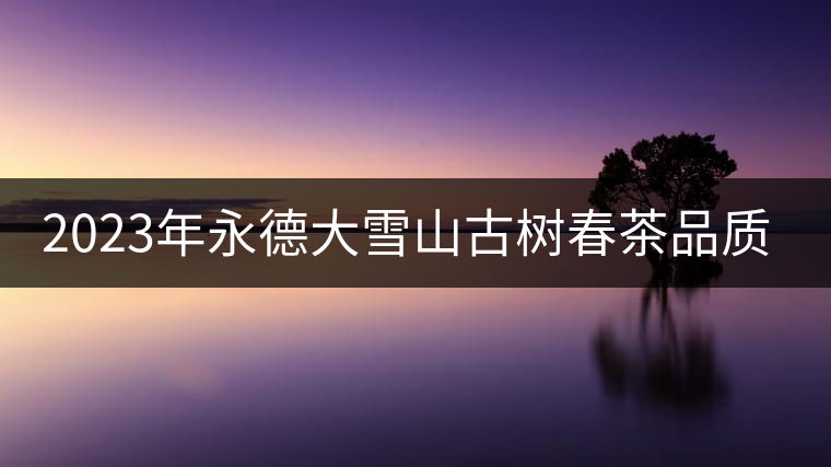 2023年永德大雪山古樹春茶品質(zhì)如何？